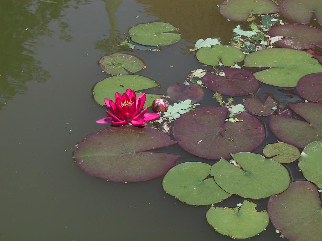 Nymphaea Perrys Baby Red 1.jpg